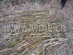 Sugarcane Harvester 4GL-1 harvesting result