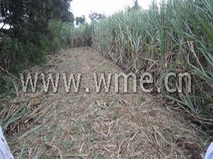 Sugarcane Harvester 4GL-1 harvesting result